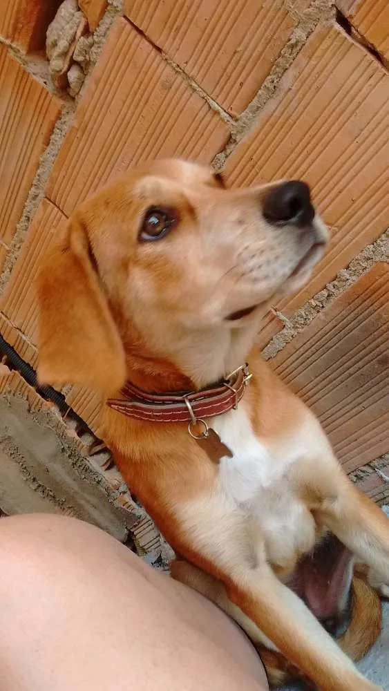Cachorro raça labrador idade 7 a 11 meses nome July