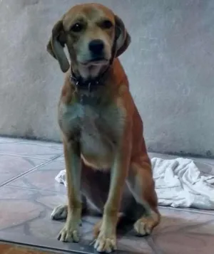Cachorro raça labrador idade 7 a 11 meses nome July