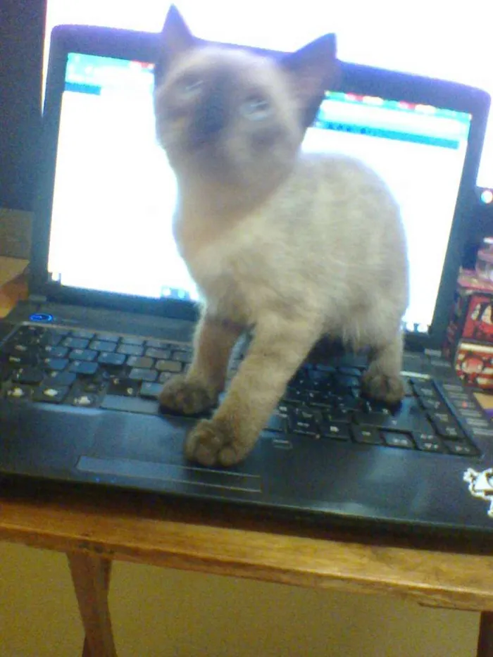 Gato raça indefinida idade 2 a 6 meses nome sem nome