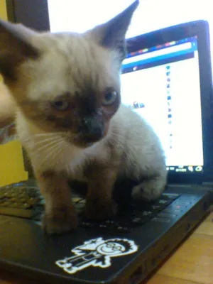 Gato raça indefinida idade 2 a 6 meses nome sem nome