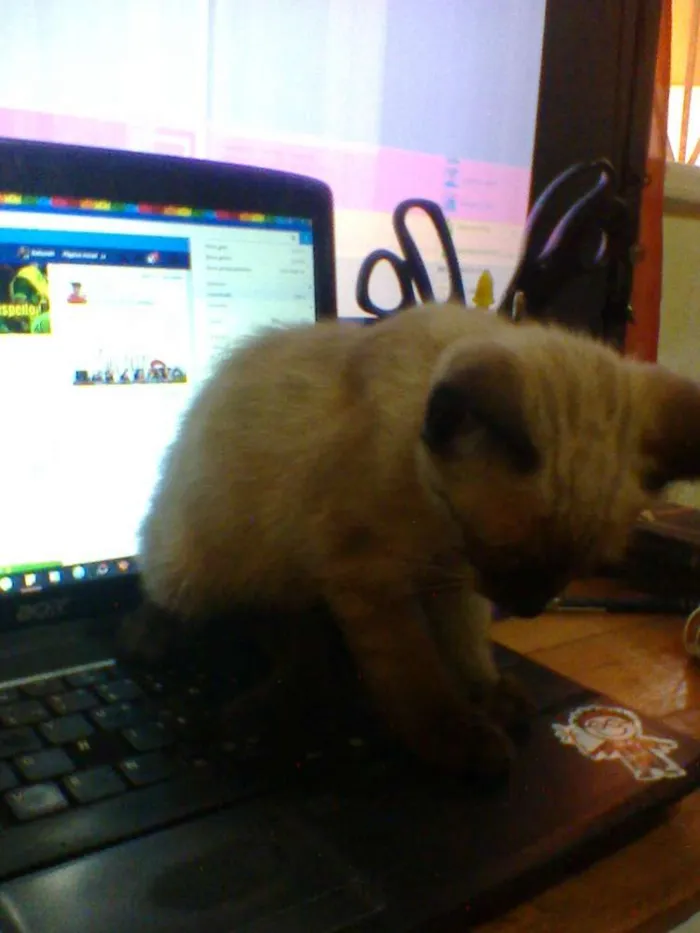 Gato raça indefinida idade 2 a 6 meses nome sem nome
