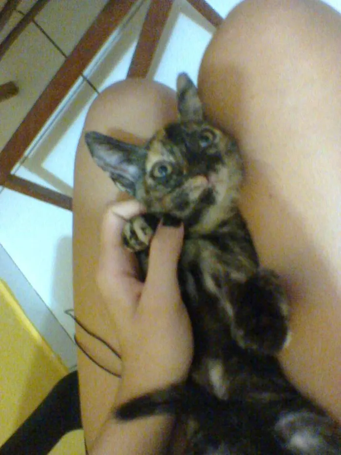 Gato raça indefinida idade 2 a 6 meses nome sem nome