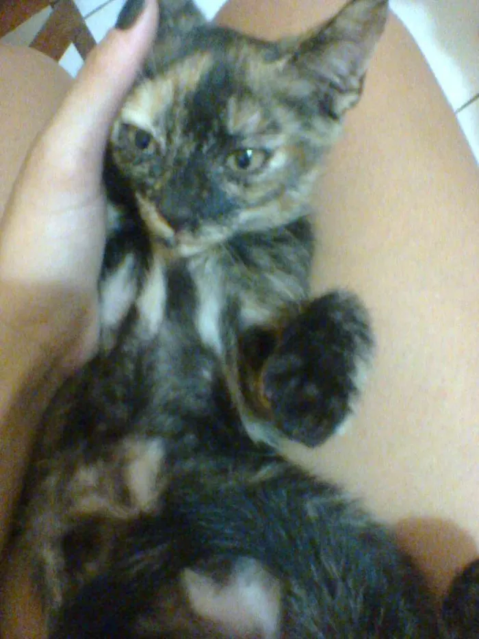 Gato raça indefinida idade 2 a 6 meses nome sem nome