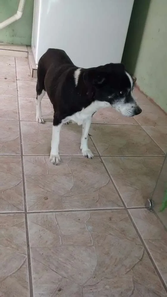 Cachorro ra a Srd idade 6 ou mais anos nome Anita