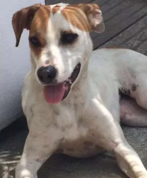 Cachorro raça srd idade 1 ano nome Linda