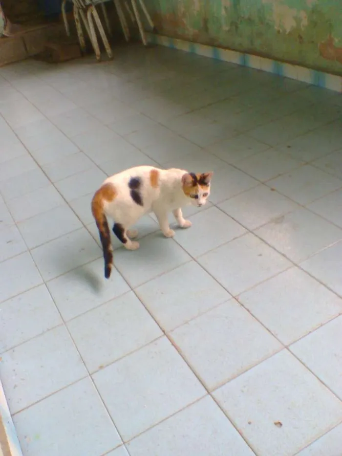 Gato raça indefinida idade 7 a 11 meses nome sem nome