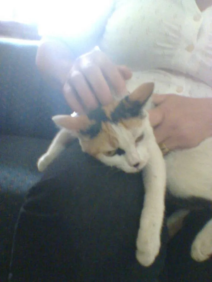 Gato raça indefinida idade 7 a 11 meses nome sem nome