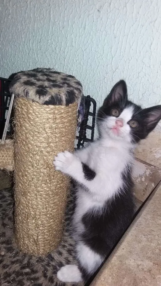 Gato raça Indefinida idade 2 a 6 meses nome Sem nome 