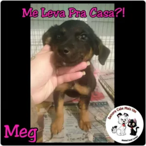 Cachorro raça SRD idade 2 a 6 meses nome MEG