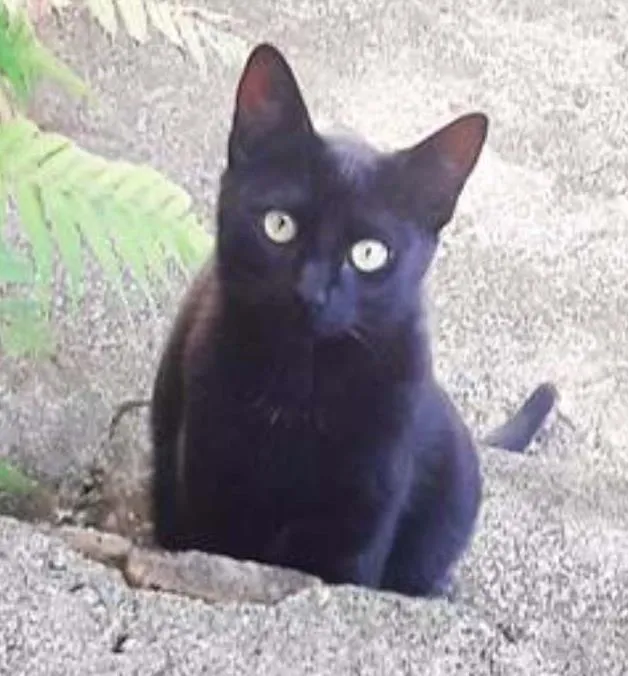 Gato ra a SRD idade 1 ano nome Cacau e Trufa
