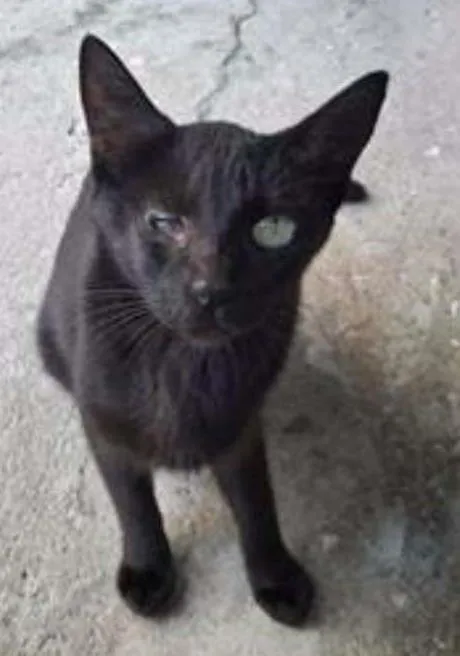 Gato ra a SRD idade 1 ano nome Cacau e Trufa