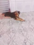 Pingo