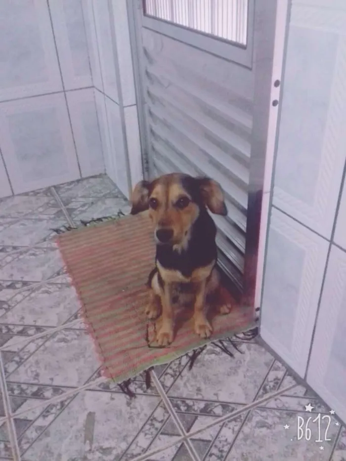 Cachorro ra a Não definida idade 7 a 11 meses nome Pingo