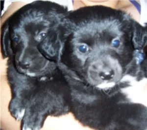 Cachorro raça SRD idade Abaixo de 2 meses nome Sem nome