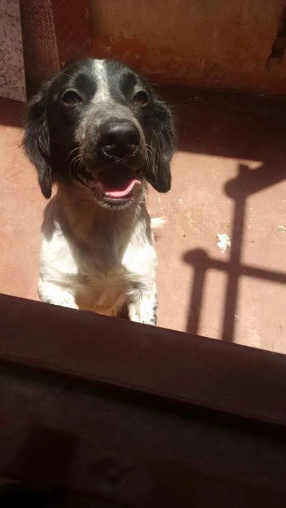 Cachorro ra a border collie idade 2 a 6 meses nome TimTim 