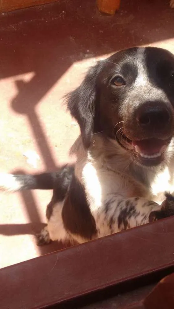 Cachorro ra a border collie idade 2 a 6 meses nome TimTim 