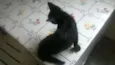 Tom