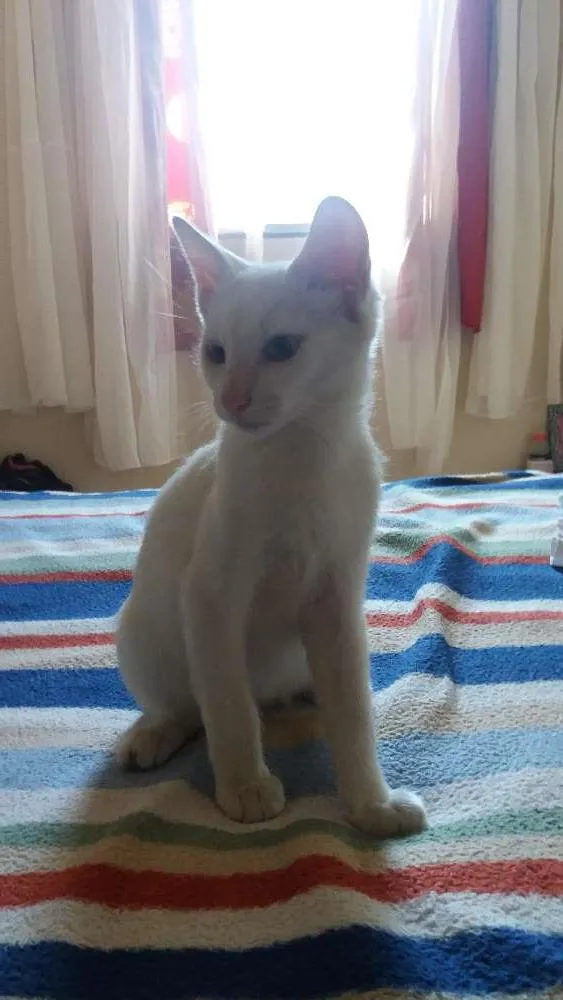 Gato raça  idade 2 a 6 meses nome OSÍRIS 