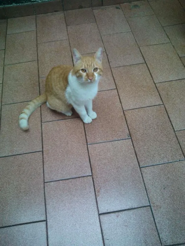 Gato ra a SRD idade 1 ano nome BOB