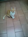 BOB