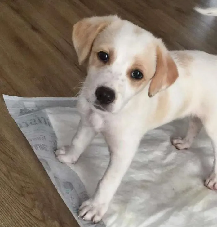 Cachorro ra a vira lata idade 2 a 6 meses nome Mel