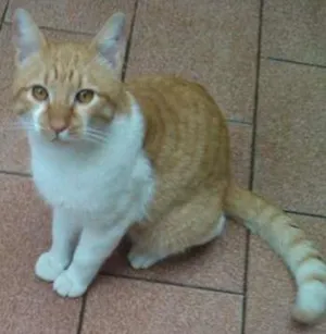 Gato raça SRD idade 1 ano nome BOB