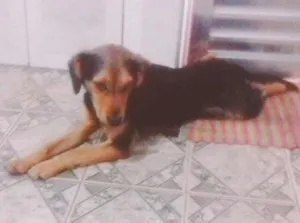 Cachorro raça Não definida idade 7 a 11 meses nome Pingo