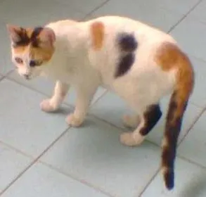 Gato raça indefinida idade 7 a 11 meses nome sem nome