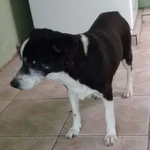 Cachorro raça Srd idade 6 ou mais anos nome Anita