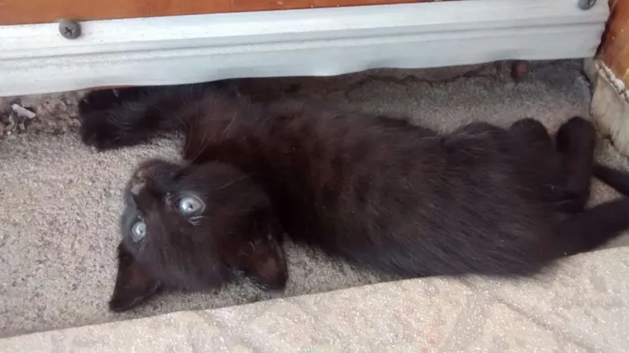 Gato raça Srd idade Abaixo de 2 meses nome Sem nome