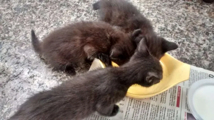 Gato raça Srd idade Abaixo de 2 meses nome Sem nome