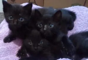 Gato raça Srd idade Abaixo de 2 meses nome Sem nome