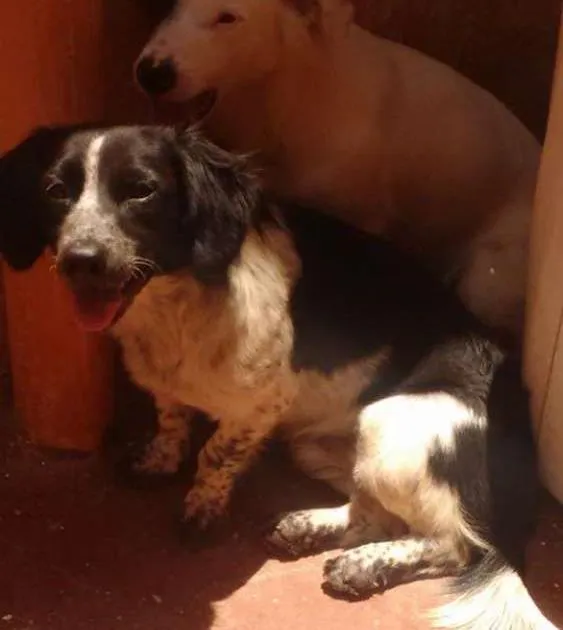 Cachorro ra a border collie idade 2 a 6 meses nome TimTim 