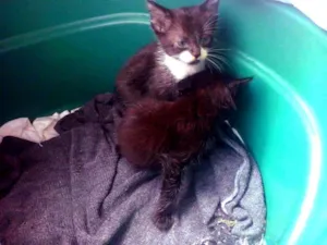 Gato raça Mestiços idade Abaixo de 2 meses nome Ainda não têm nomes