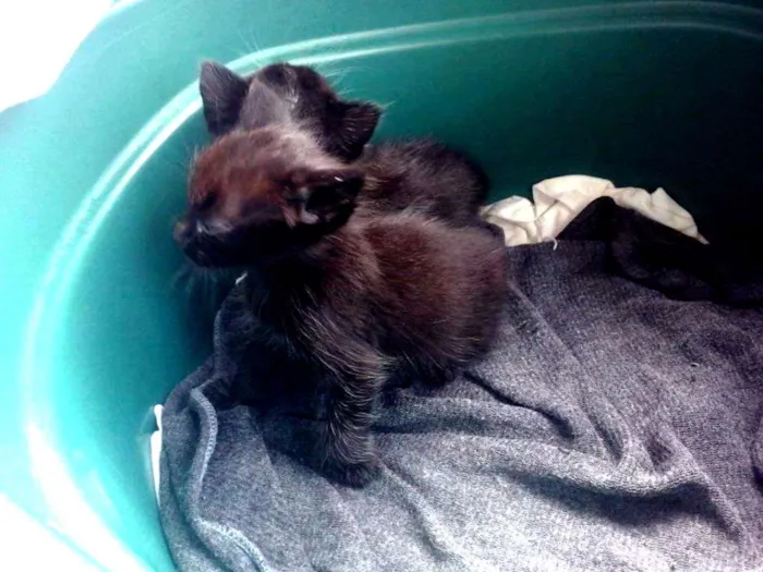 Gato raça Mestiços idade Abaixo de 2 meses nome Ainda não têm nomes