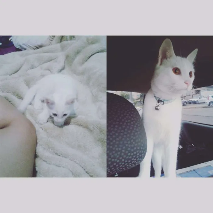 Gato ra a ?? idade 7 a 11 meses nome Snow