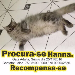 Gato raça Persa idade 3 anos nome Hanna