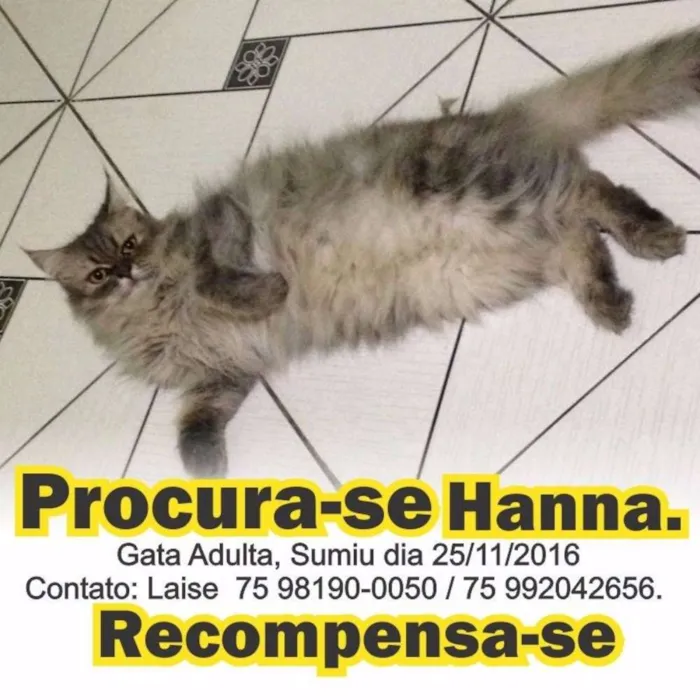 Gato ra a Persa idade 3 anos nome Hanna