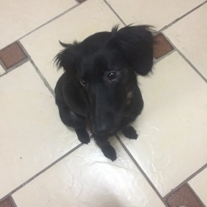 Cachorro raça SRD idade 1 ano nome Ludmila 