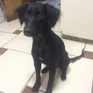 Cachorro raça SRD idade 1 ano nome Ludmila 