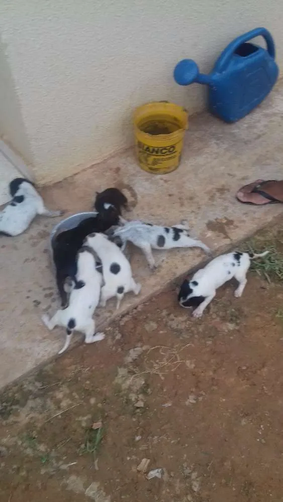 Cachorro raça sem denominação idade Abaixo de 2 meses nome a escolher