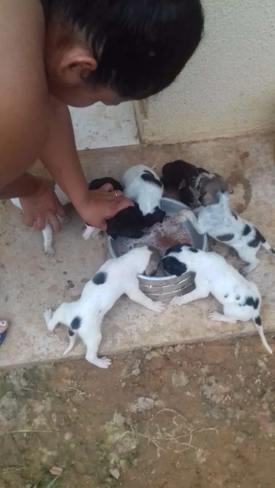 Cachorro raça sem denominação idade Abaixo de 2 meses nome a escolher