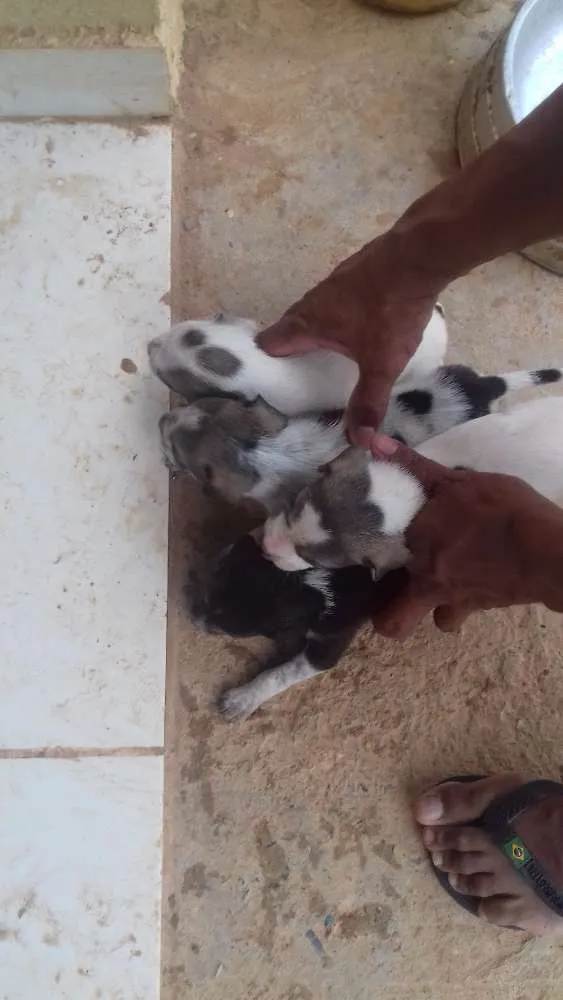 Cachorro raça sem denominação idade Abaixo de 2 meses nome a escolher