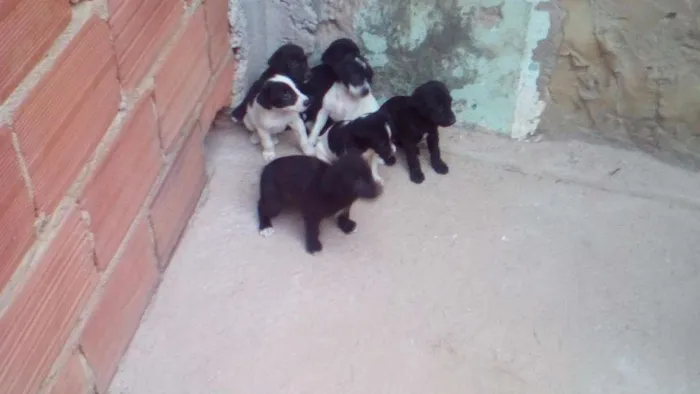 Cachorro ra a Mestiços idade Abaixo de 2 meses nome Não tem