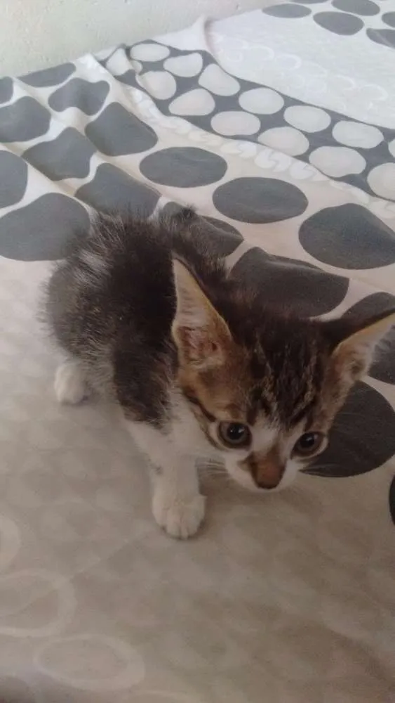 Gato ra a  idade 2 a 6 meses nome Sem nomes