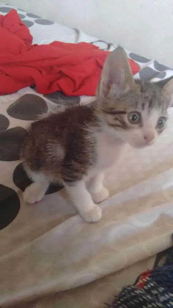 Gato ra a  idade 2 a 6 meses nome Sem nomes