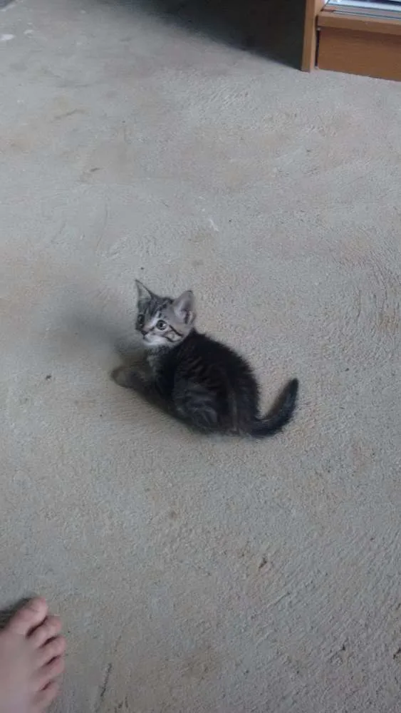 Gato ra a  idade 2 a 6 meses nome Sem nomes