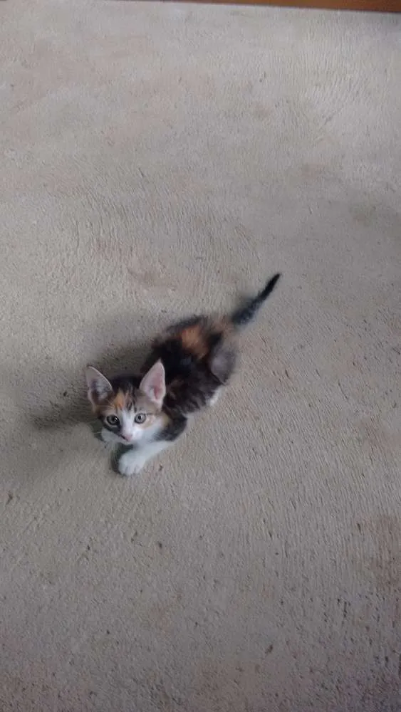Gato ra a  idade 2 a 6 meses nome Sem nomes