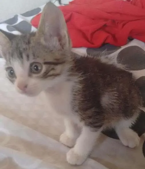 Gato ra a  idade 2 a 6 meses nome Sem nomes