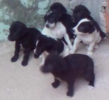 Cachorro ra a Mestiços idade Abaixo de 2 meses nome Não tem